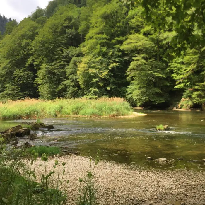 Fluss am Wald